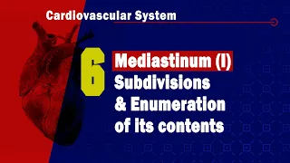 6. Mediastinum (I) Subdivisions and enumeration of its contents