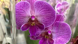 Обзор Орхидей ( красивенные свежайшие ) Одесса
