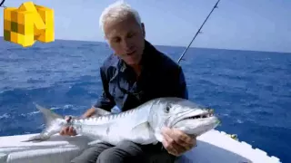 A Barracuda Big Enough to Smash Your Ribs Open - PETs & Animals