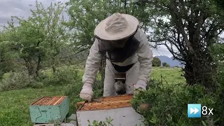 Έλεγχος σε μελίσσι για Βασιλικά κελιά και αποφυγή σμηνουργίας