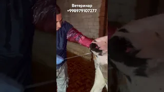 искусственное осеменение коров