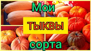 ТЫКВЫ.Суперурожай 2022.👍💯👍