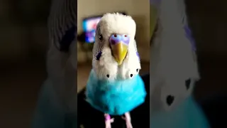 Leo the talking budgie (English)