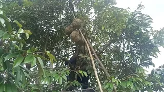 Harvesting Durian From Durian Farm