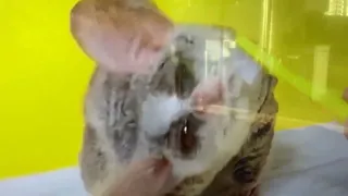 Sugar glider bath