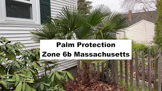 How to protect a palm in zone 6b Massachusetts