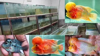 "Inside a Flowerhorn Fish Farm"flowerhorn srd, kml, thaisilk, golden flowerhorn kolkata