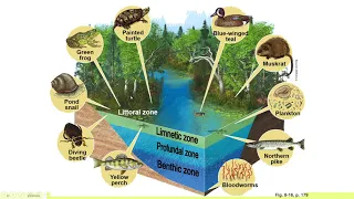 APES Unit 1.3: Aquatic Biomes