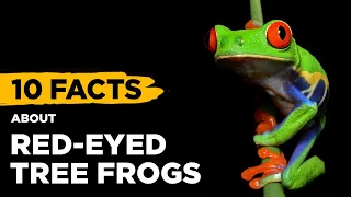 10 Fascinating Facts About Red-Eyed Tree Frogs