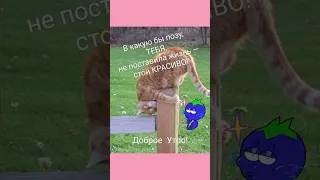 😊 Доброе утро,хорошего настроения тебе 😊