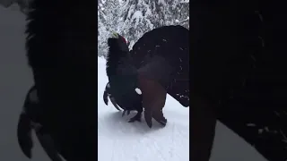 Wood grouse attack.