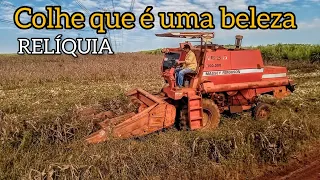 ✅Colheitadeira Massey Ferguson 1630 COLHENDO MILHO🌽