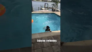 Enjoying swimming 🏊‍♀️ #shorts #swimming #swim #swimmingpool #enjoy #love