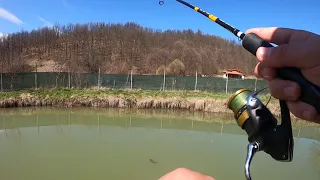 Crucian Carp on soft lure on a tiny pond