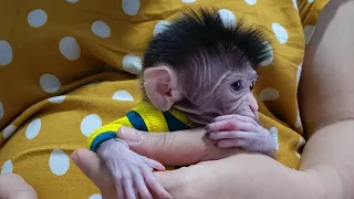 Baby Monkey Chiko this morning