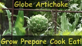 How to Grow Globe Artichokes Prepare Cook & Eat Them