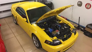 My Cobra Terminator Story: 2004 SVT Screaming Yellow COBRA