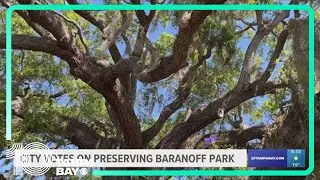 Safety Harbor residents to vote on preservation of oldest live oak tree in Pinellas County