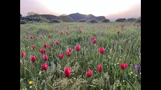 Lucie Willan, Head Gardener, MGS Sparoza, Greece - 14 February 2024