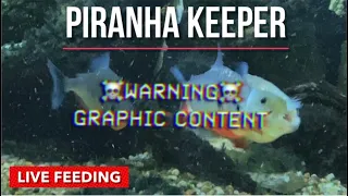 HOW to KEEP PIRANHAS! THE REAL TRUTH about this HOBBY (VIEWERS DISCRETION IS ADVISED)