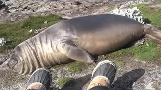 Elephant Seal Rolls Down Hill (GRAPHIC)