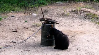 Chasse à l'ours noir à la Pourvoirie de La Doré - Roadhunt Saison 4 - épisode 5