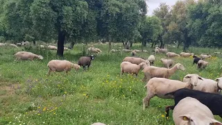 Echamos las ovejas al monte da gusto pasear  por el campo😉👍