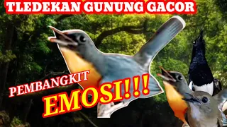 Masteran Tledekan Gunung Gacor Full Isian Mewah, Juaranya Pancing Emosi Kacer Tledekan Gacor