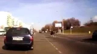Может ли корова убежать  Оказывается легко может!!! Прикол на дороге