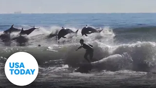 Playful dolphins leap next to surfers in California | USA TODAY