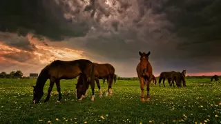 Піккардійська терція - Світи місяченько