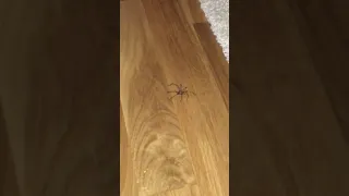 Big spider !