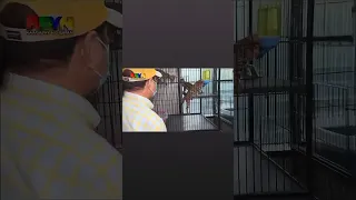 KBYN Kaagapay Ng Bayan Kabayan Noli De Castro How Shows That Cats Inside The Cage Pet