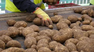 Tong Potato Grading Line