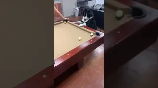 Dog pulls off very impressive billiard rail shot