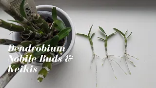 Dendrobium Nobile Care & Culture | Removing Keiki’s and Getting these Orchids to Bloom!