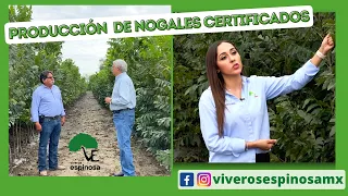 Reportaje en Viveros Espinosa especialistas productores de árboles de nogal pecanero CERTIFICADOS