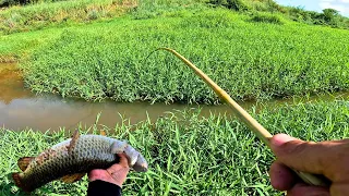 CAPTUREI AS ISCAS NO CÓRREGO E FUI ATRÁS DAS TRAIRAS! Pescaria Caipira