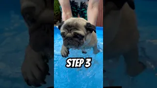 How to swim like a pug #dog #summervibes #swimming #dogswimming