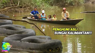 Cerita Penumpang Perahu Melihat Anaconda Raksasa di Sungai Kalimantan!! Tubuhnya Sebesar Drum...