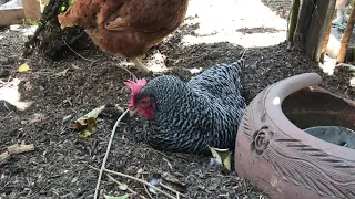 Barred Rock Chicken Sleeping