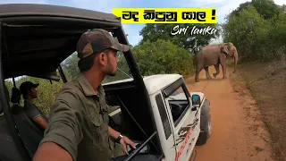 Yala Safari | Elephant encounter | Sri lanka | Safari තව පොඩ්ඩෙන් අලියා දෙනවා shot එක 😅