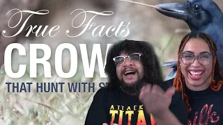 True Facts Crows! | Zfrank Reaction