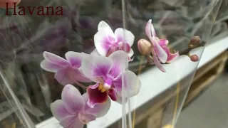 Обзор орхидей 21 мая 2020 года Леруа Мерлен Воронеж