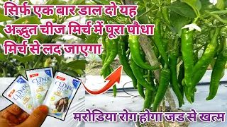 सिर्फ एक बार डाल दो यह अद्भुत चीज मिर्च में पूरा पौधा मिर्च से लद जाएगा/chilli plant care