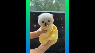 Tik Tok Chó Phõc Sóc Mini 😍💖 Funny and  Pomeranian #shorts