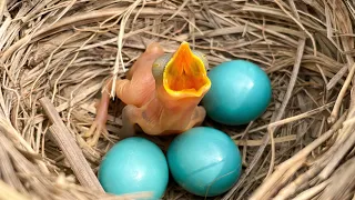 The Tiniest Baby Bird You've Ever Seen - Zebra Finch Hatching