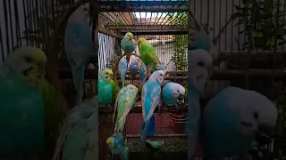 Animals and budgies, breeding and care est en direct !