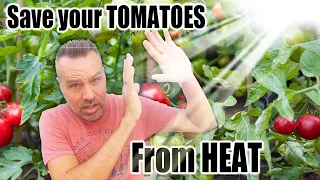 Get Your Tomatoes Through Hot (Maybe Humid) Weather