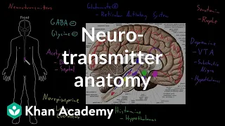 Neurotransmitter anatomy | Organ Systems | MCAT | Khan Academy